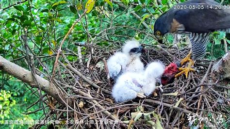 鳥巢怎麼處理|都市鳥巢祕錄 想不到這裡能築巢吧